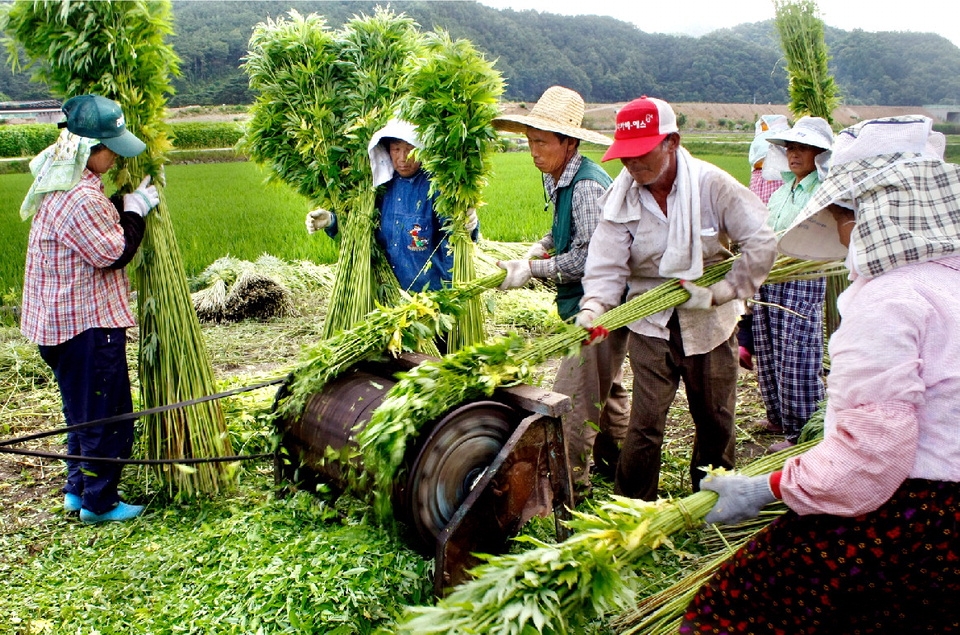 안동지역 대마 수확 모습. 사진=안동시 제공