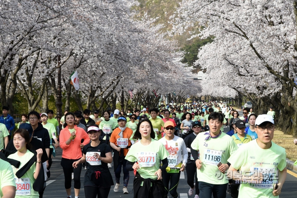 제28회 경주벚꽃마라톤에 참가한 1만3000여 명 마라토너들이 벚꽃길을 달리고 있다.