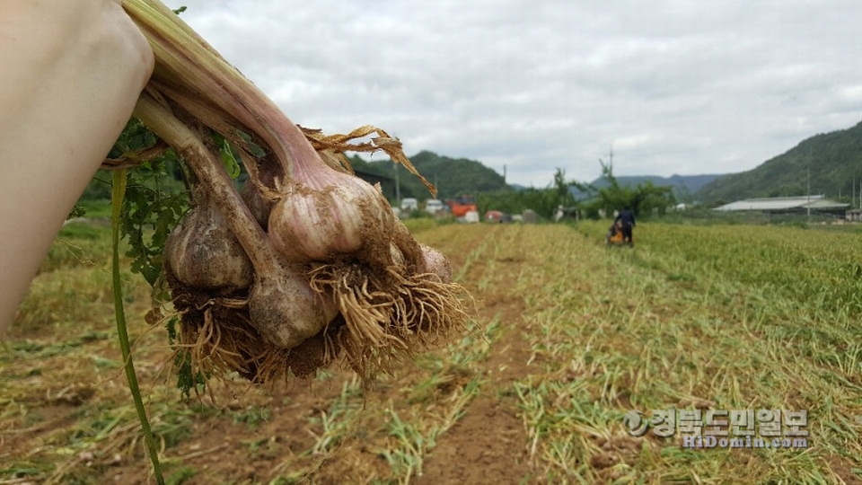 빅토리팜농장에서 재배한 육쪽마늘.