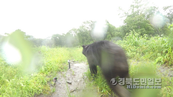 지난해 8월 김천 수도산에 방사된 반달가슴곰 오삼이모습(KM-53)  사진 = 환경부 제공