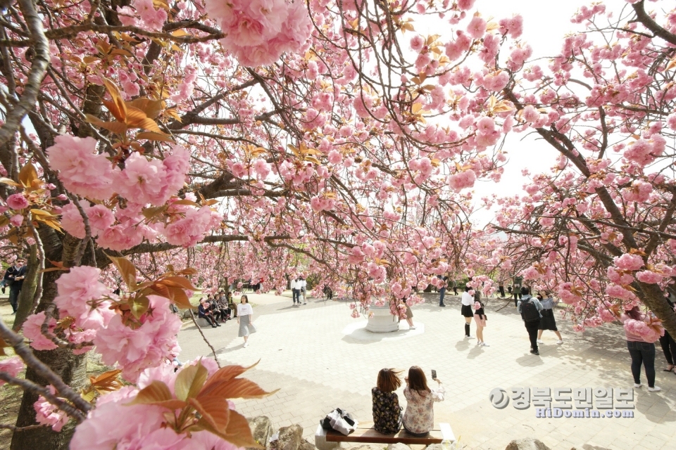 불국사 겹벚꽃 모습.