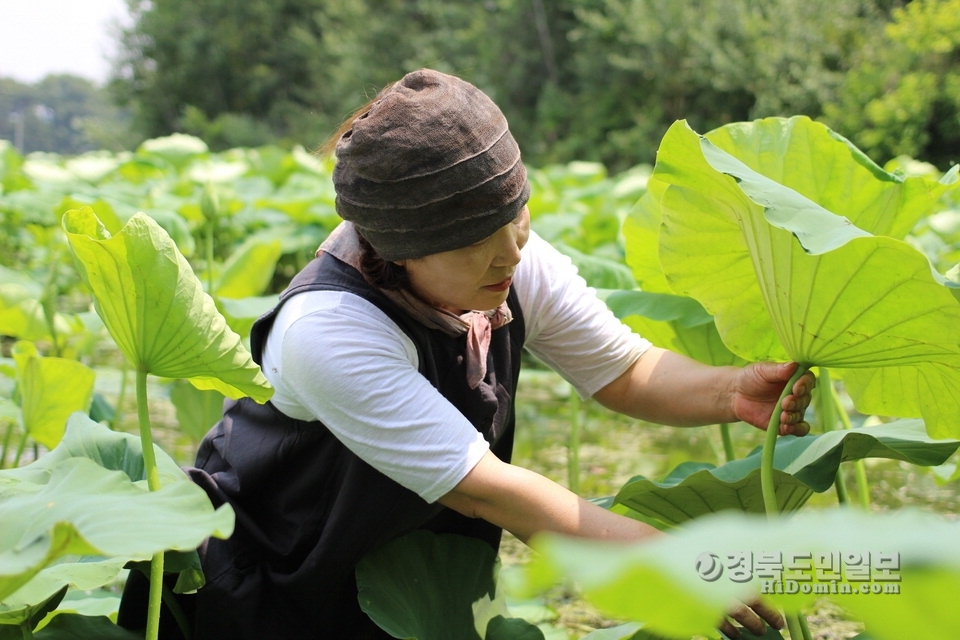 연을 재배하고 있는 정말순 대표.