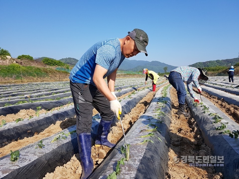 2019성주군 가야산황금들녘 메뚜기잡이축제 고구마케기 영농체헙장 을조성하고있는모습