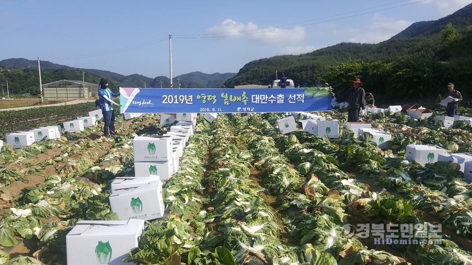 대만 수출 선적을 위해 계약재배농가 재배지에서 수확 중인 영덕 봄배추.