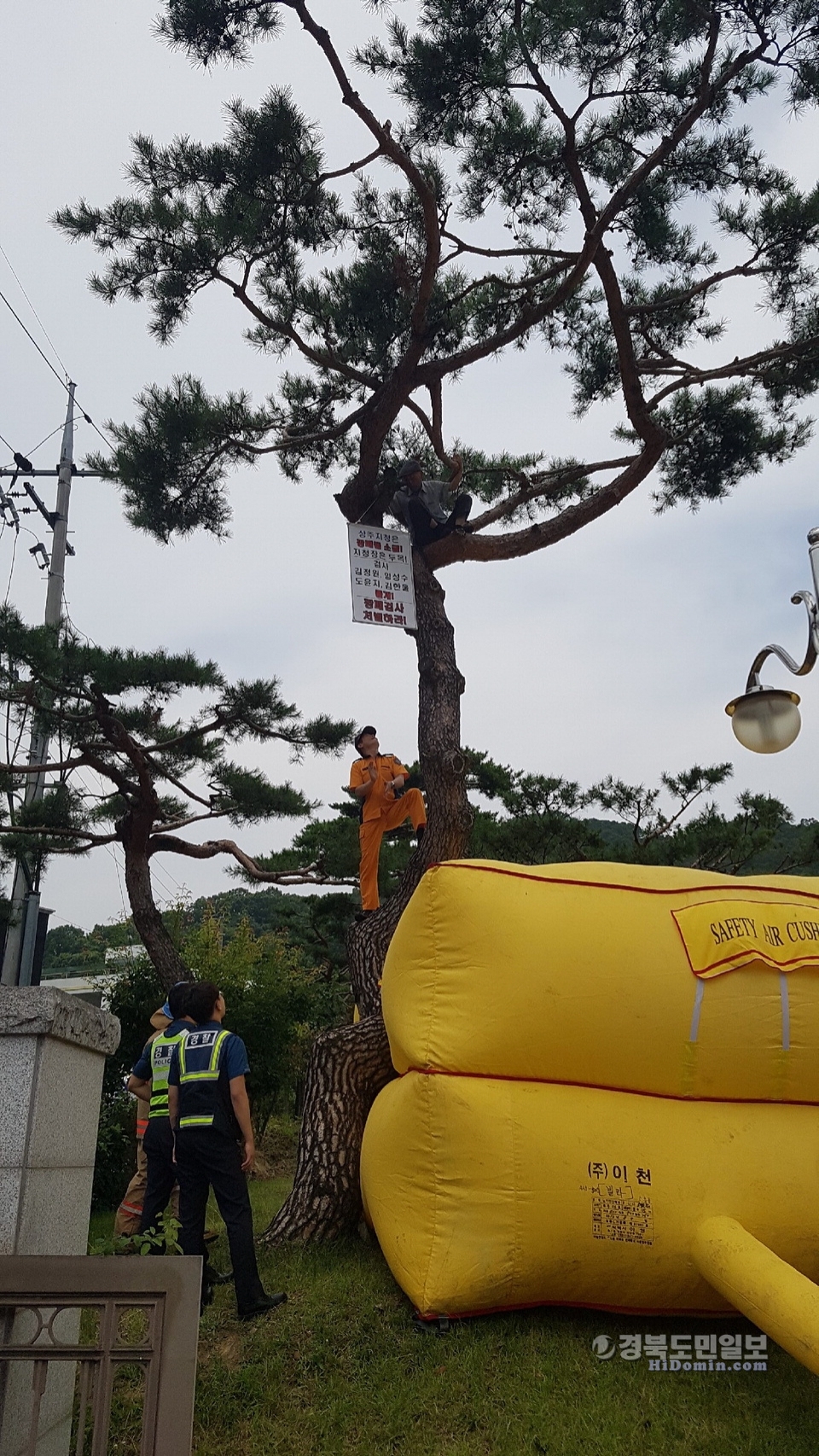 채영식씨가 소나무 위에서 1인 시위를 벌이고 있다.