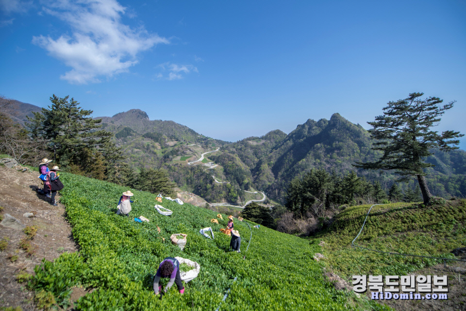 울릉도식품 이미지