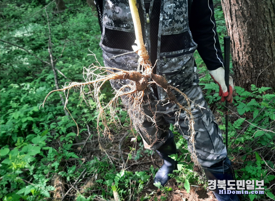 뿌리깊은손 이미지
