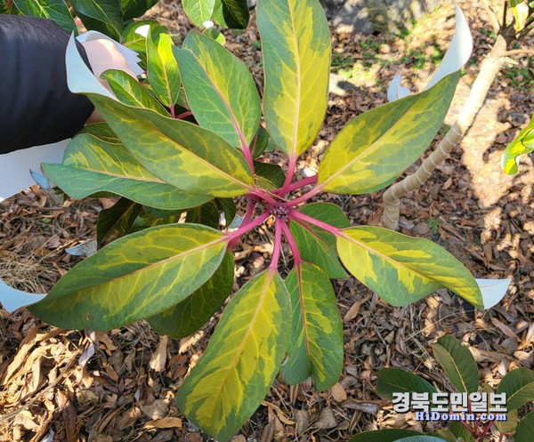 활엽수 이미지