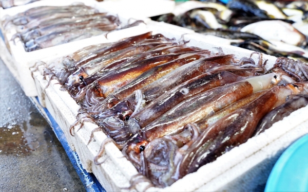 수산시장에 판매되고 있는 오징어 (사진은 기사 내용과 관련 없음)