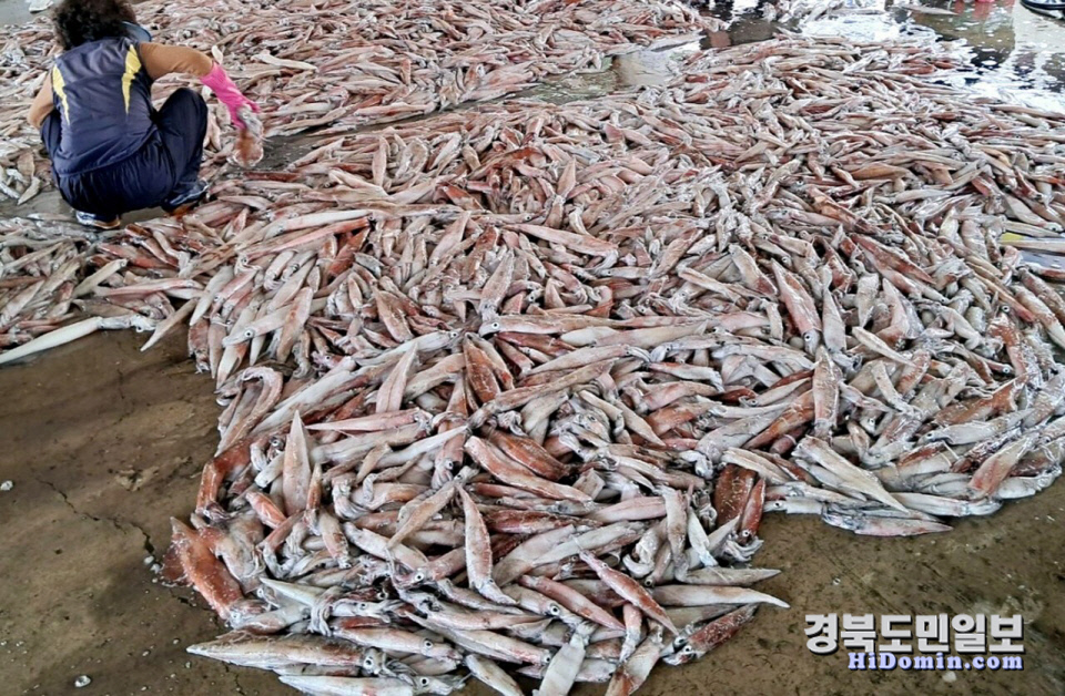 풍어 이미지