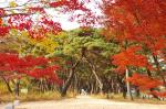 깊어가는 가을, 온 세상이 색동 옷을 입었다. 천혜의 경관을 자랑하는 경북에는 단풍을 감상할 명소가 즐비하다. 사진은 청도 운문솔숲길.