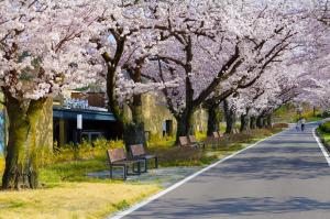 지난해 벚꽃이 만발한 경주타워 벚꽃길.