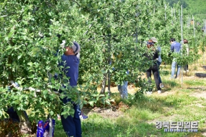 청송군 공무원들이 영농철을 맞아 사과적과 농촌일손돕기를 하고 있는 모습.