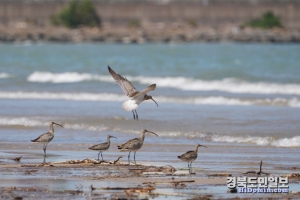 겨울 철새 마도요가 포항 청림동 해변에 무리지어 있다.