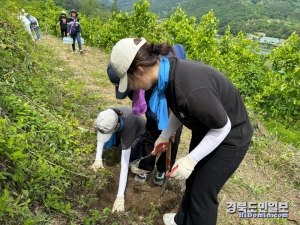 경산시자원봉사센터는 지난 11일 경남 함양에서 3년간 진행된 ‘도토Re:숲으로 사업’의 결실을 맺는 식재 작업을 하고있다.