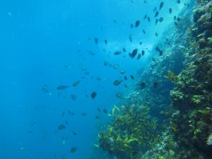 수과원 독도연구센터가 잠수조사를 통해 수집한 자리돔 데이터. 사진=수과원 제공