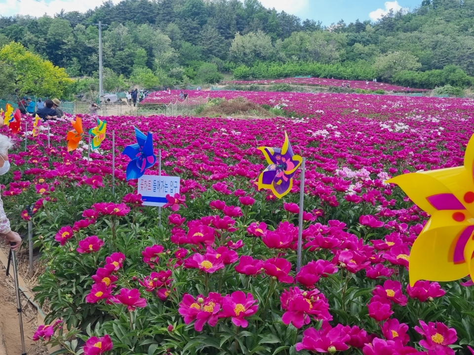 작약 축제가 열렸던 작약 화원 전경