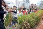 서울 숭인동 숭신초등학교에서 열린 `충남 홍성군 농민들과 함께하는 가을걷이 한마음 큰잔치’에서 학생들이 벼베기 체험을 하고 있다. 연합