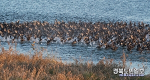 해질무렵 천여마리의 물닭들이 황금색 날개를 펼치며 물위를 날고 있다.