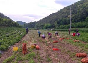 경북 안동시 농촌인력지원센터가 중개한 인력들이 지역 내 한 농가의 농사일에 참여하고 있다. 사진=안동시 제공