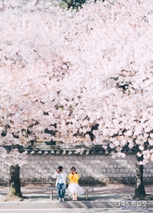 지난해 경주 대릉원 옆 돌담길 벚꽃 전경.
