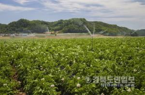 [경북도민일보]   안동시 도산면 의촌리의 한 감자밭에 스프링클러가 물을 뿌리고 있다. 사진=안동농기센터 이용덕 지도사 제공