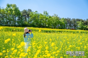 예천군 회룡포 유채밭에서 관광객이 사진을 촬영하고 있다.